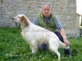 Setter Anglais RADENTIS BILLO Setter Anglais RADENTIS BILLO
